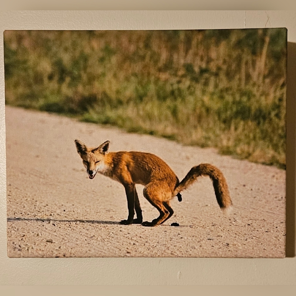 Fox canvas scatting